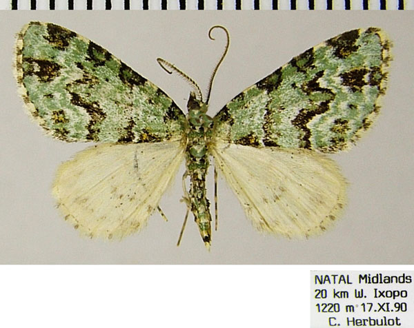 /filer/webapps/moths/media/images/B/bryophilaria_Piercia_AM_ZSM.jpg