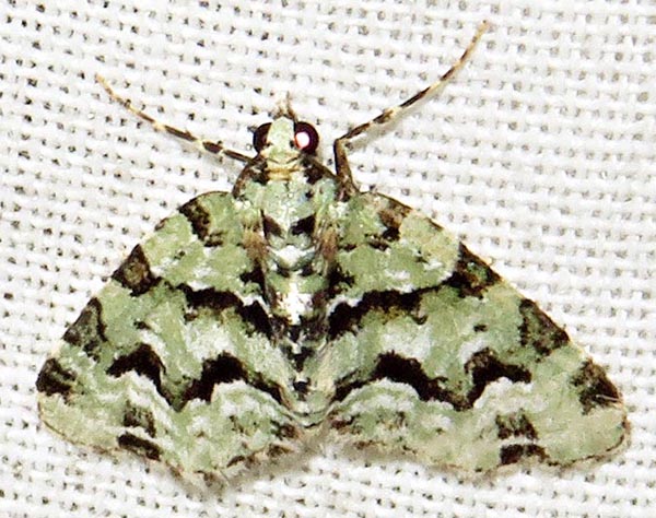 /filer/webapps/moths/media/images/B/bryophilaria_Piercia_A_Braun_07.jpg
