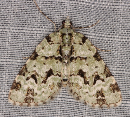 /filer/webapps/moths/media/images/B/bryophilaria_Piercia_A_Heyns_01.jpg