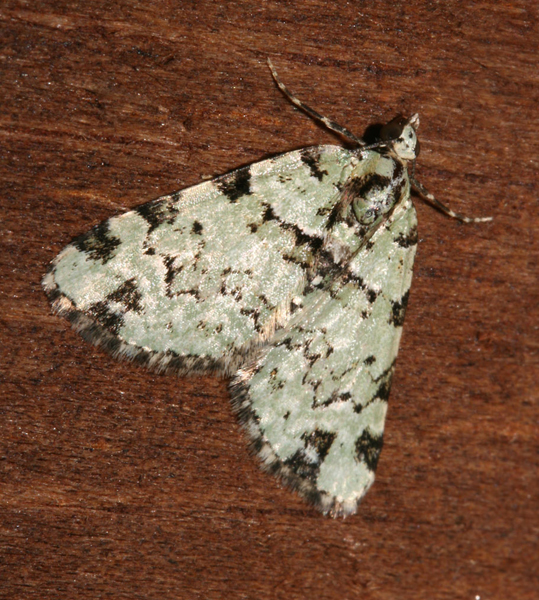 /filer/webapps/moths/media/images/B/bryophilaria_Piercia_A_Roland_01.jpg