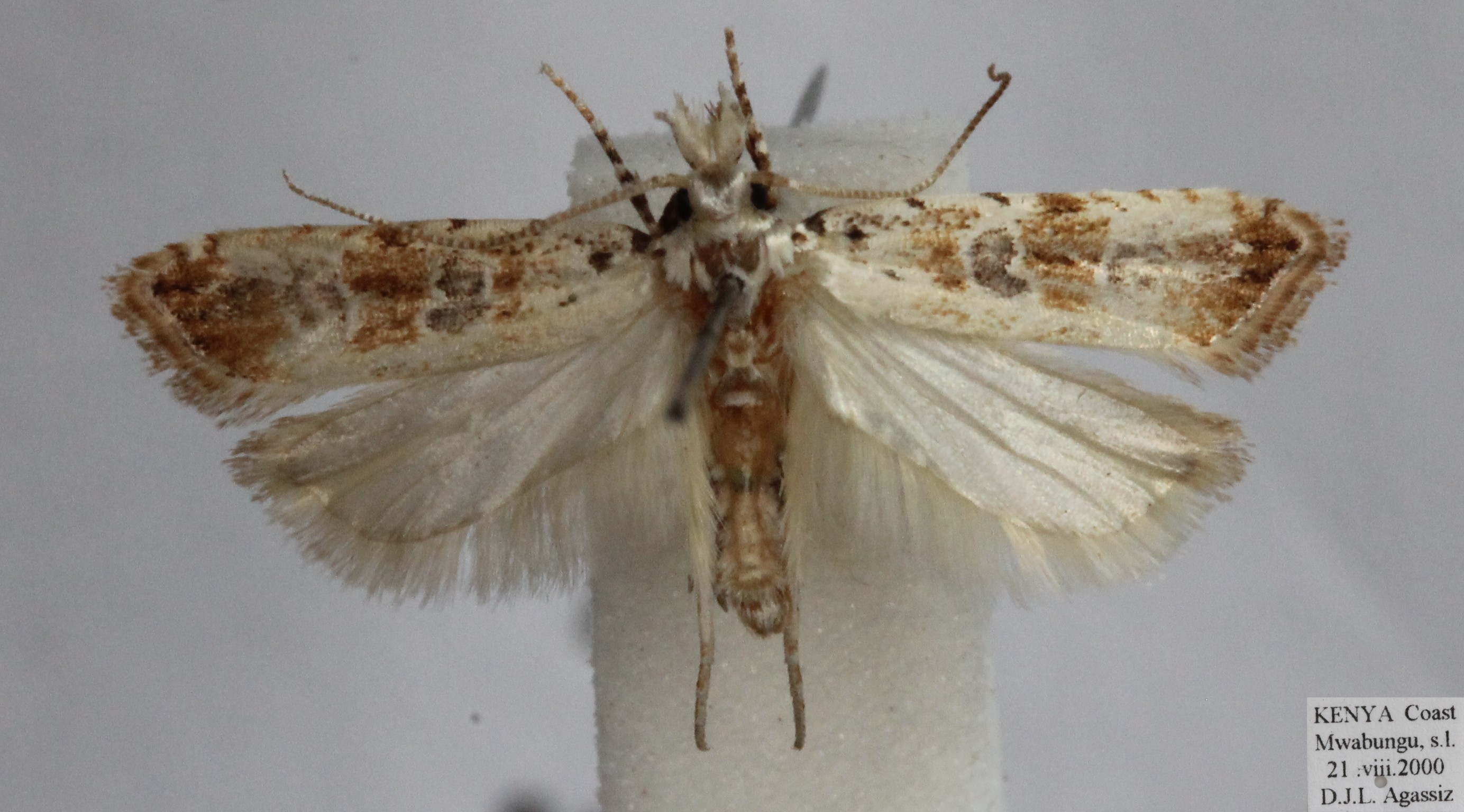 /filer/webapps/moths/media/images/B/bryophilella_Dactylethrella_AM_D._Agassiz.jpg
