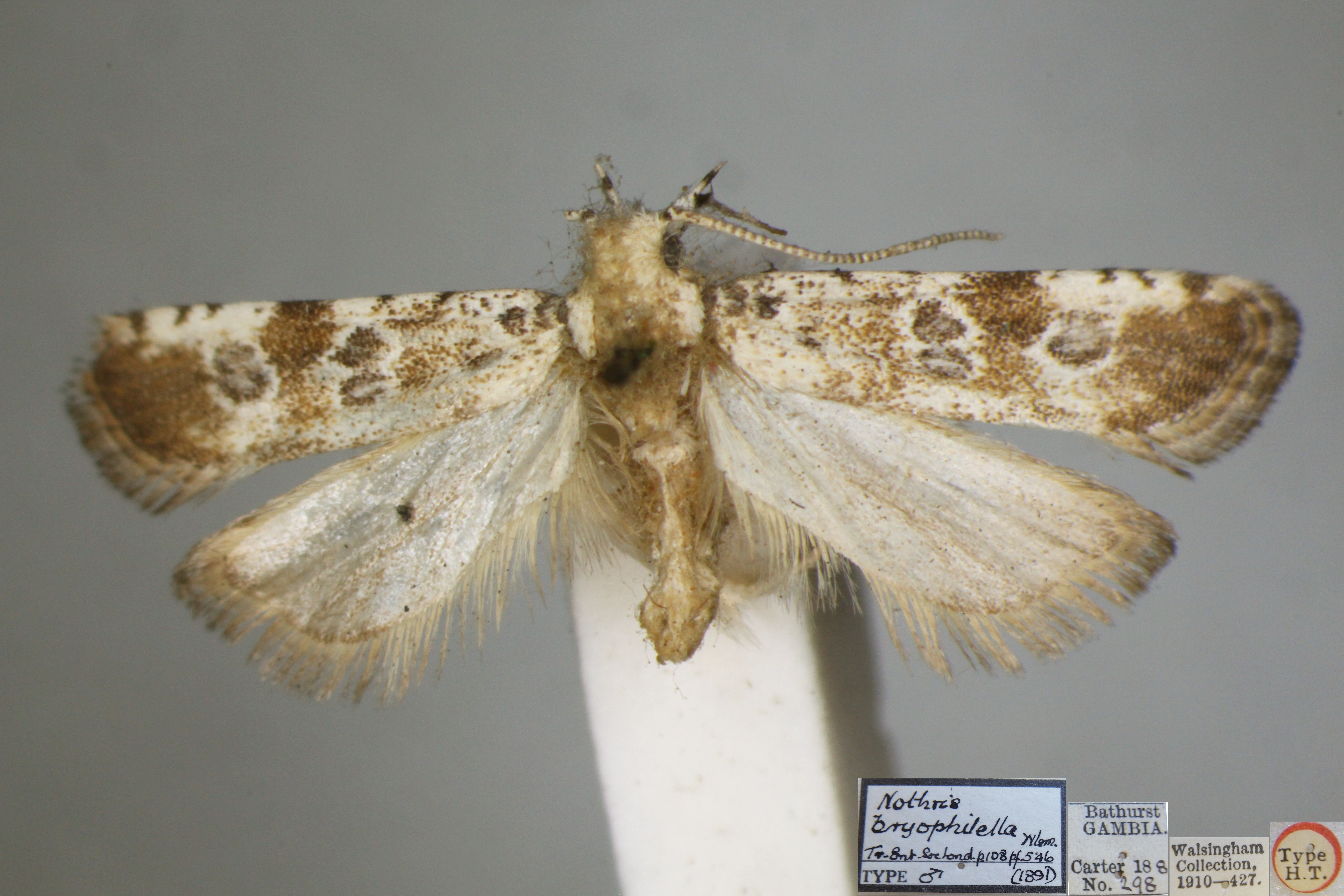 /filer/webapps/moths/media/images/B/bryophilella_Dactylethrella_HTM_NHMUK.jpg