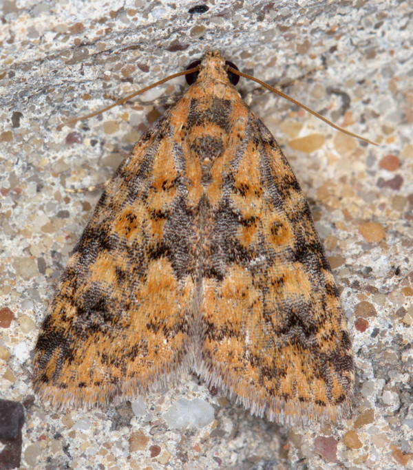 /filer/webapps/moths/media/images/B/bryophilina_Deltote_A_Heyns_01.jpg