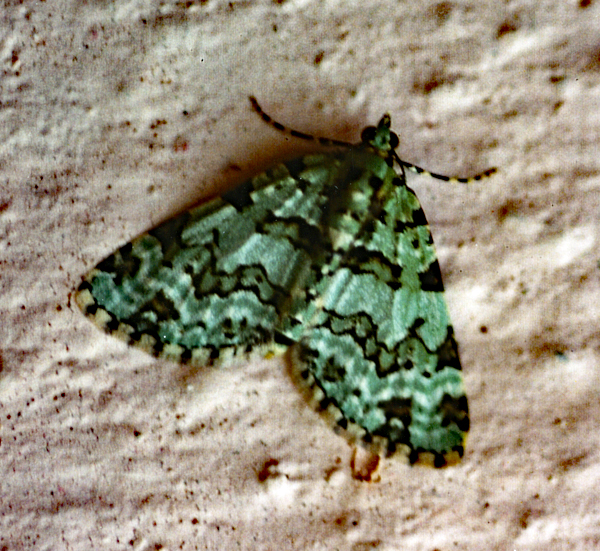 /filer/webapps/moths/media/images/B/bryophillaria_Piercia_A_Roland_01.jpg