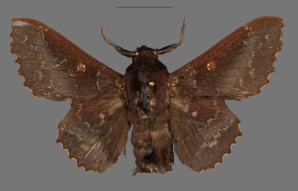 /filer/webapps/moths/media/images/B/brysoni_Mimopacha_HT_Mueller.jpg