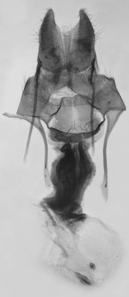 /filer/webapps/moths/media/images/B/bua_Sciomesa_GF_MNHN_216.jpg