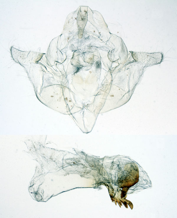 /filer/webapps/moths/media/images/B/bua_Sciomesa_GMHT_MNHN_MP5.jpg