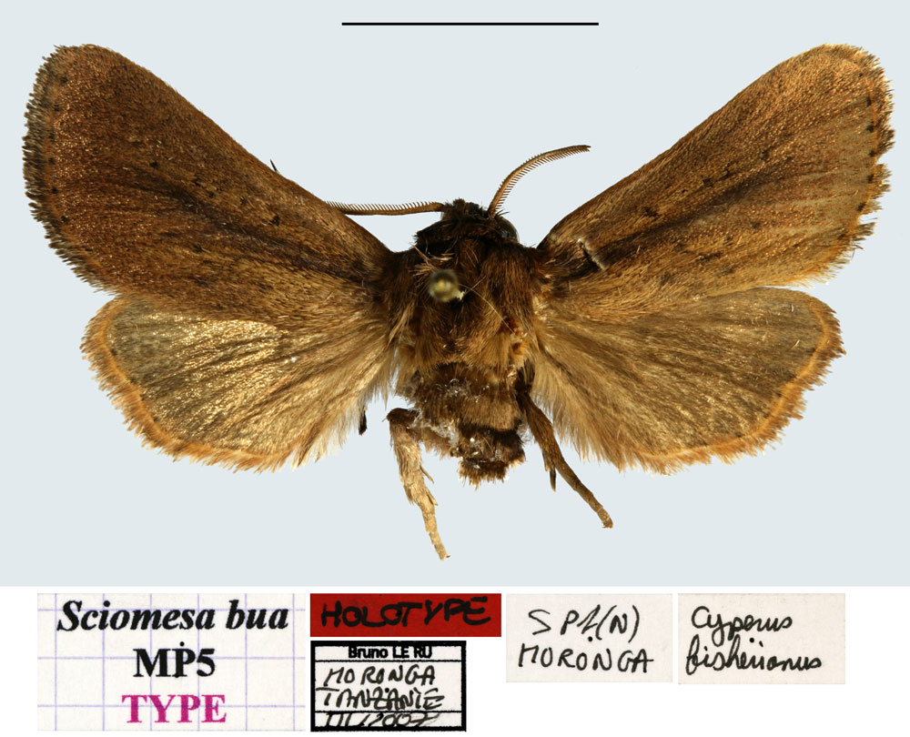 /filer/webapps/moths/media/images/B/bua_Sciomesa_HT_MNHN.jpg