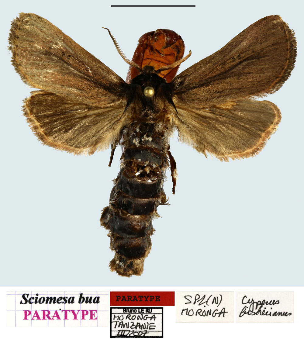 /filer/webapps/moths/media/images/B/bua_Sciomesa_PTM_MNHNa.jpg