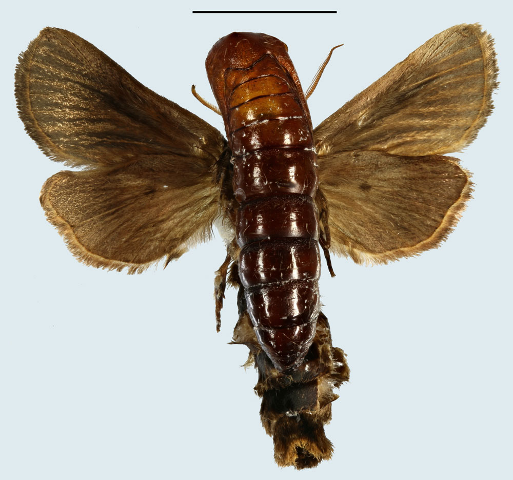 /filer/webapps/moths/media/images/B/bua_Sciomesa_PTM_MNHNb.jpg