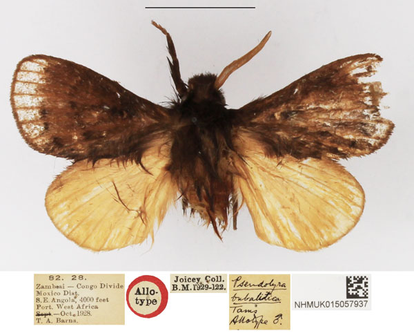 /filer/webapps/moths/media/images/B/bubalitica_Pseudolyra_AT_NHMUK.jpg