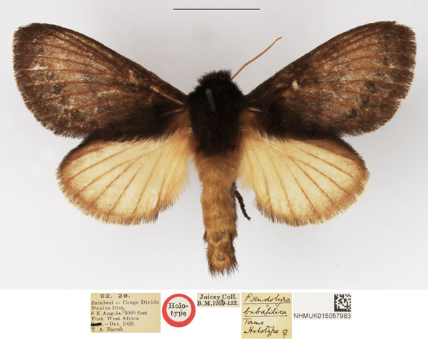 /filer/webapps/moths/media/images/B/bubalitica_Pseudolyra_HT_NHMUK.jpg
