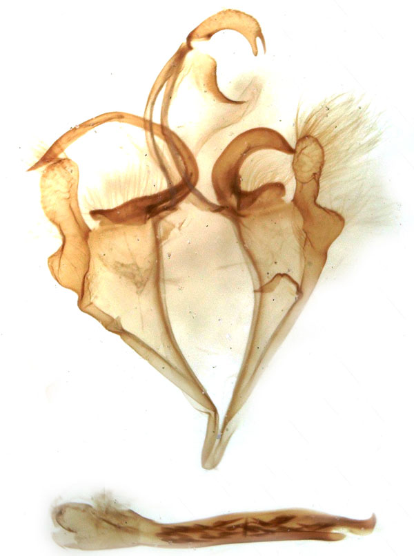 /filer/webapps/moths/media/images/B/bubastis_Euheterospila_GM_MSNM_Berio666.jpg