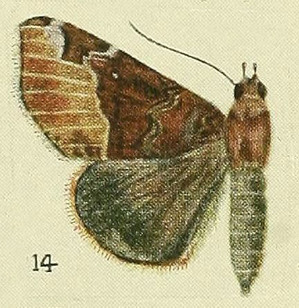 /filer/webapps/moths/media/images/B/bubastis_Giria_HT_Fawcett_1916_14.jpg