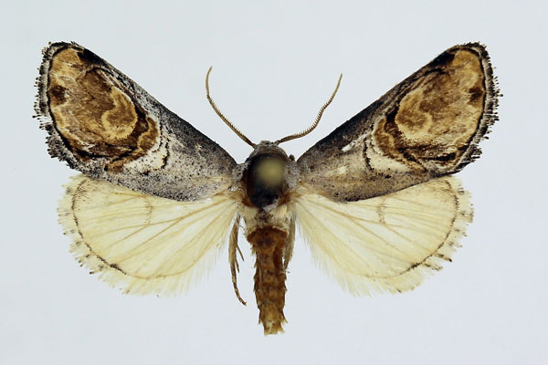 /filer/webapps/moths/media/images/B/bucephalidia_Cyclopera_AM_ISEA_01.jpg