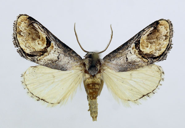 /filer/webapps/moths/media/images/B/bucephalidia_Cyclopera_AM_ISEA_02.jpg