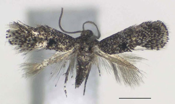 /filer/webapps/moths/media/images/B/bucera_Urodeta_PTM_RMCA.jpg