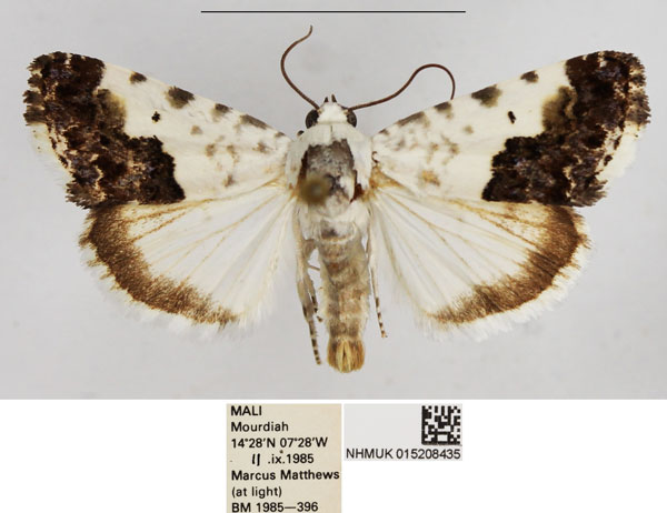 /filer/webapps/moths/media/images/B/buchanani_Acontia_AM_NHMUK.jpg