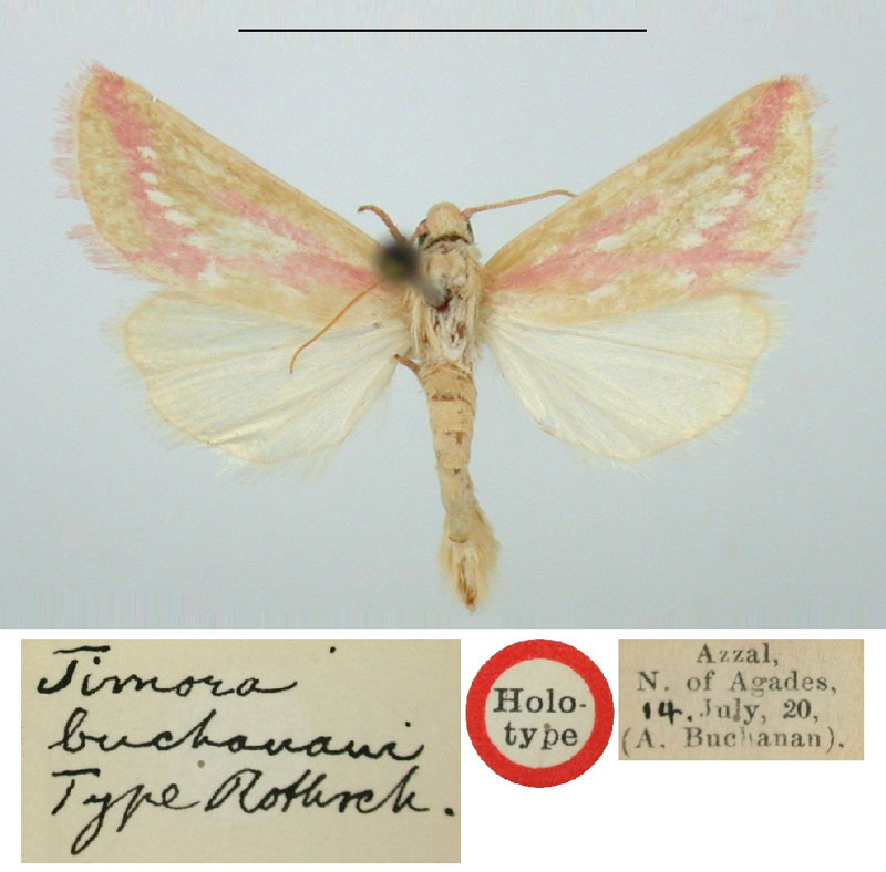 /filer/webapps/moths/media/images/B/buchanani_Timora_HT_BMNH.jpg