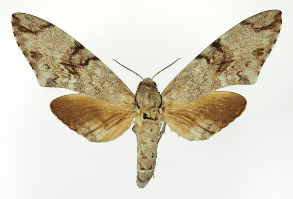 /filer/webapps/moths/media/images/B/buchholzi_Macropoliana_AF_Basquin.jpg