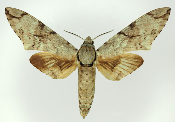 /filer/webapps/moths/media/images/B/buchholzi_Macropoliana_AM_Basquin_01.jpg