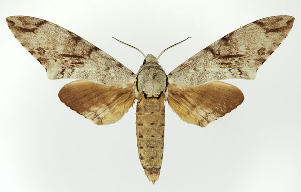 /filer/webapps/moths/media/images/B/buchholzi_Macropoliana_AM_Basquin_02.jpg