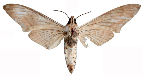 /filer/webapps/moths/media/images/B/buchholzi_Sphinx_HT_EMAUb.jpg