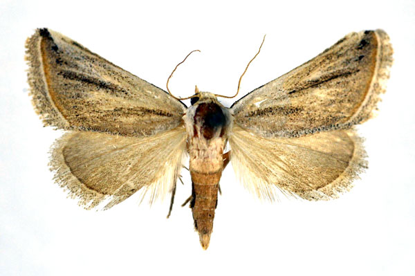 /filer/webapps/moths/media/images/B/buettikeri_Eublemma_A_NHMO_01.jpg