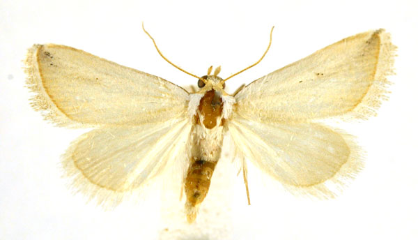/filer/webapps/moths/media/images/B/buettikeri_Eublemma_A_NHMO_02.jpg
