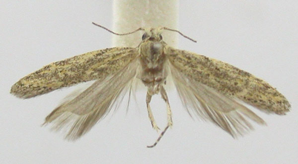 /filer/webapps/moths/media/images/B/buettikeri_Pseudathrips_HT_NHMB.jpg