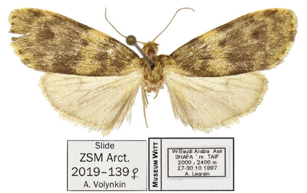 /filer/webapps/moths/media/images/B/buettikeri_Siccia_AF_ANHRT.jpg
