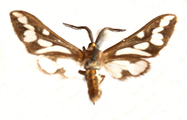 /filer/webapps/moths/media/images/B/buettikeri_Thyretes_AM_Stroehle.jpg