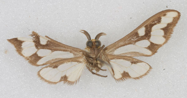 /filer/webapps/moths/media/images/B/buettikeri_Thyretes_HT_NHMB_02.jpg