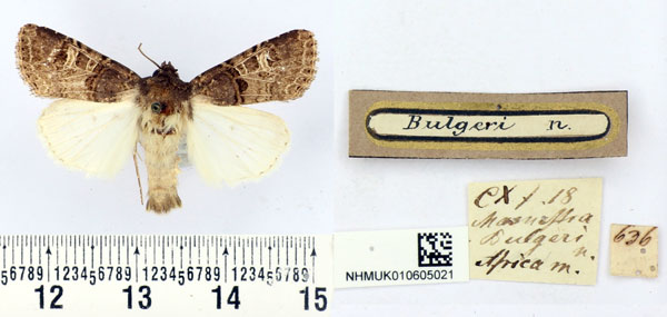 /filer/webapps/moths/media/images/B/bulgeri_Mamestra_HT_BMNH.jpg
