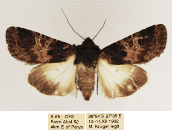 /filer/webapps/moths/media/images/B/bulgeri_Odontestra_AF_TMSA_02.jpg