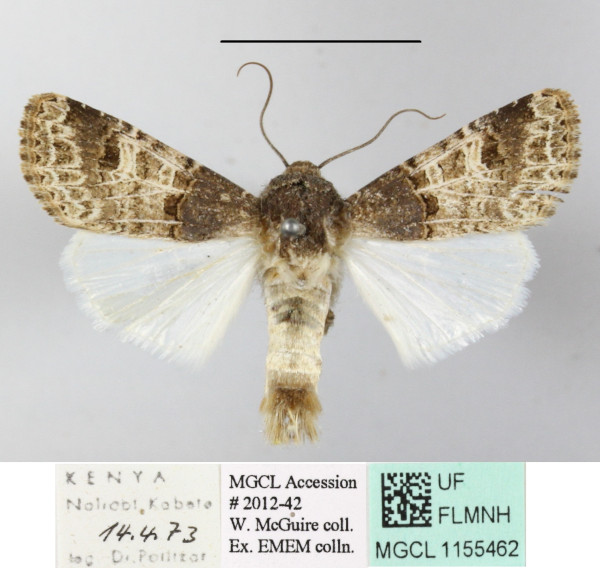 /filer/webapps/moths/media/images/B/bulgeri_Odontestra_A_MGCL-01.JPG