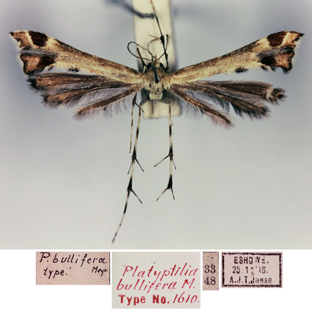 /filer/webapps/moths/media/images/B/bullifera_Platyptilia_HT_TMSA.jpg