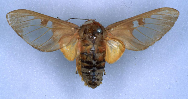 /filer/webapps/moths/media/images/B/bumba_Balacra_HT_RMCA_01.jpg