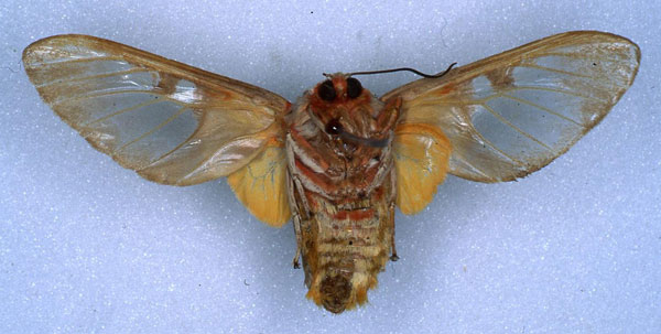 /filer/webapps/moths/media/images/B/bumba_Balacra_HT_RMCA_02.jpg