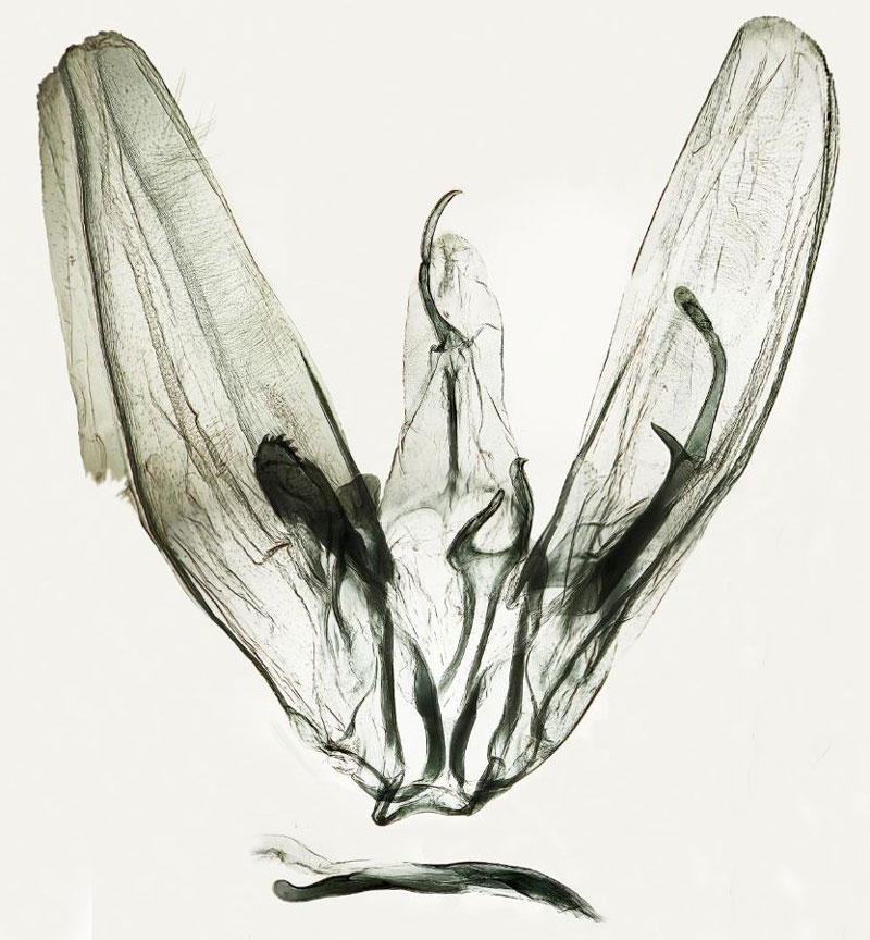 /filer/webapps/moths/media/images/B/bunga_Picardia_GMHT_ZIN.jpg