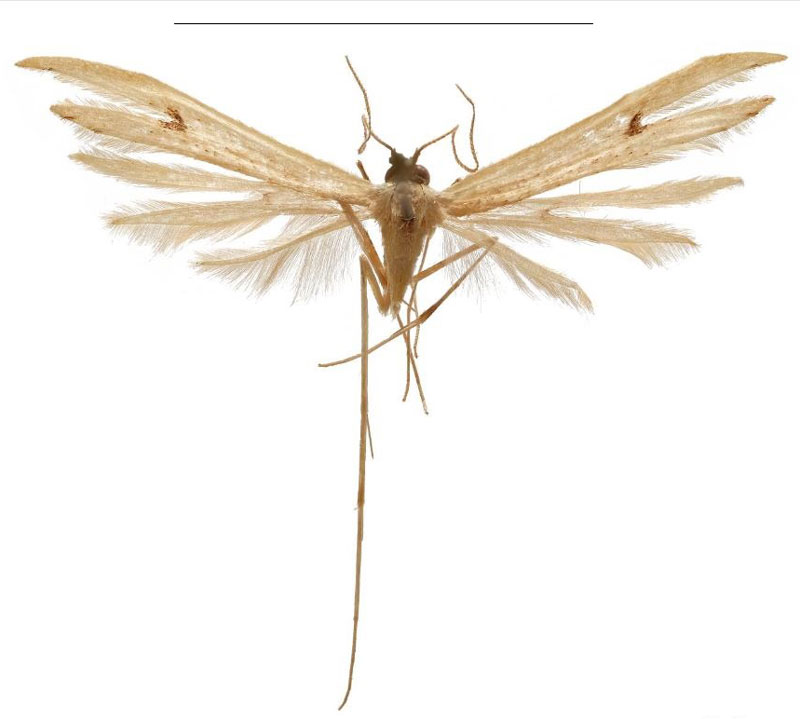 /filer/webapps/moths/media/images/B/bunga_Picardia_HT_ZIN.jpg