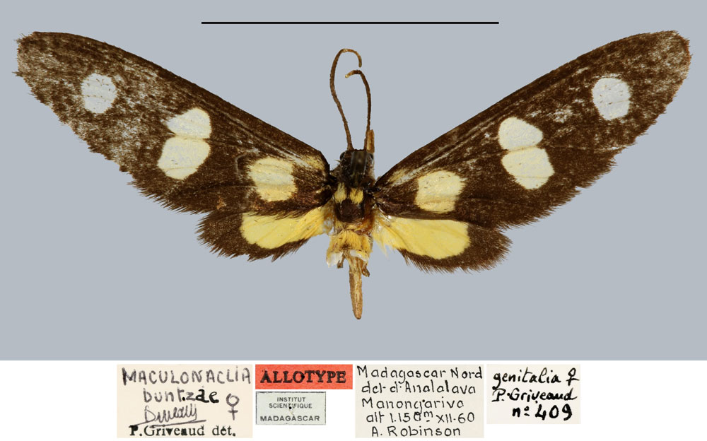 /filer/webapps/moths/media/images/B/buntzae_Maculonaclia_AT_MNHN.jpg