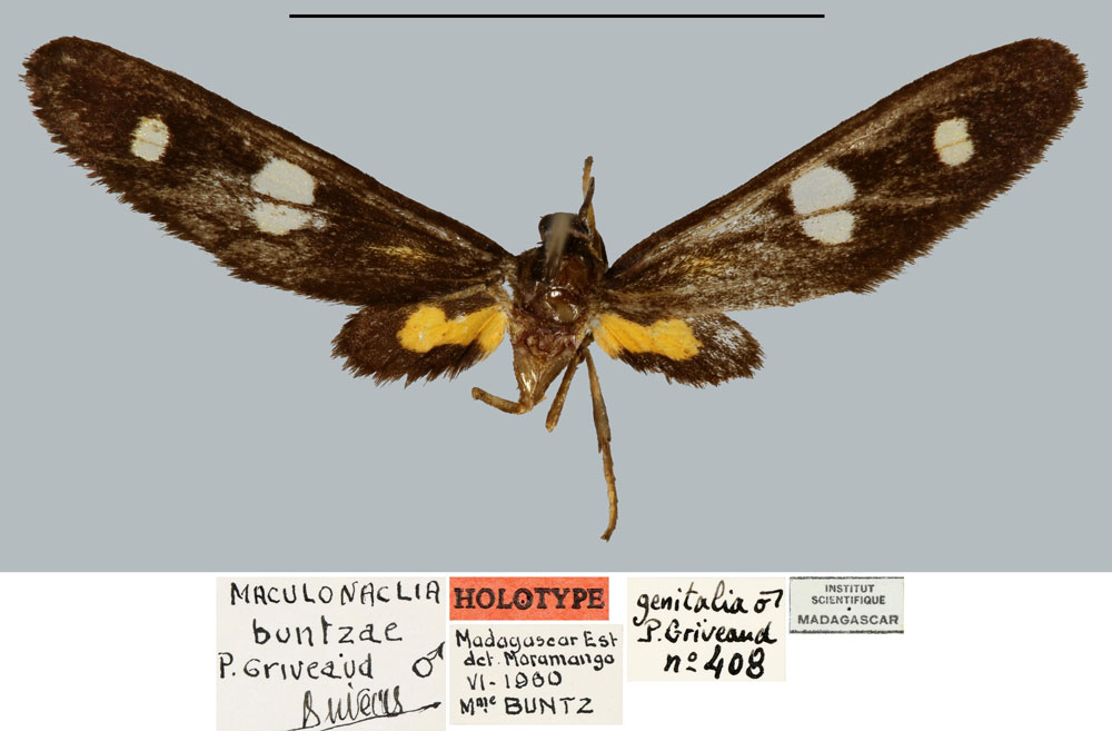 /filer/webapps/moths/media/images/B/buntzae_Maculonaclia_HT_MNHN.jpg