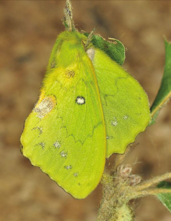 /filer/webapps/moths/media/images/B/burchardii_Trabala_AF_Ihle_02.jpg