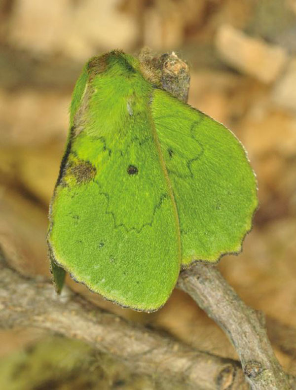/filer/webapps/moths/media/images/B/burchardii_Trabala_AM_Ihle_02.jpg