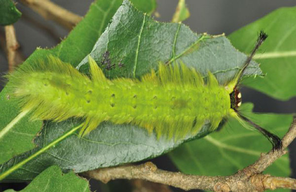 /filer/webapps/moths/media/images/B/burchardii_Trabala_C_Ihle_02.jpg