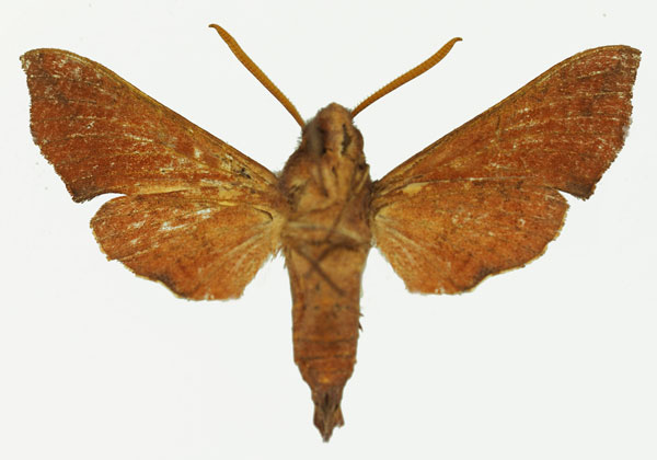 /filer/webapps/moths/media/images/B/burdoni_Temnora_AM_Basquinb.jpg