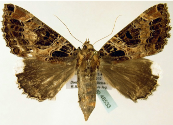 /filer/webapps/moths/media/images/B/burdoni_Tolna_A_ZSM_01.jpg