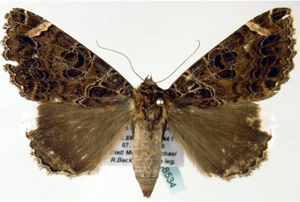 /filer/webapps/moths/media/images/B/burdoni_Tolna_A_ZSM_02.jpg