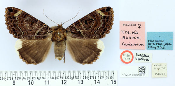 /filer/webapps/moths/media/images/B/burdoni_Tolna_HT_BMNH.jpg
